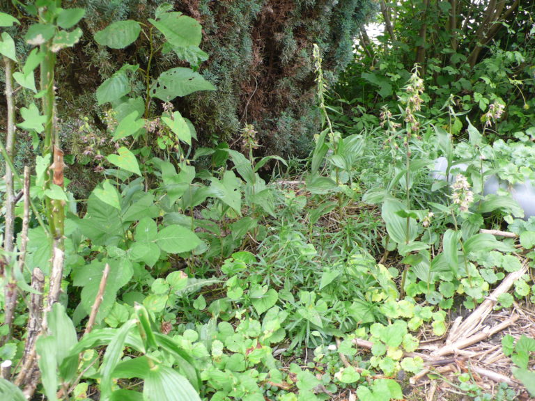 Wilde Orchideen im Garten Stendelwurz eine häufige Gartenorchidee