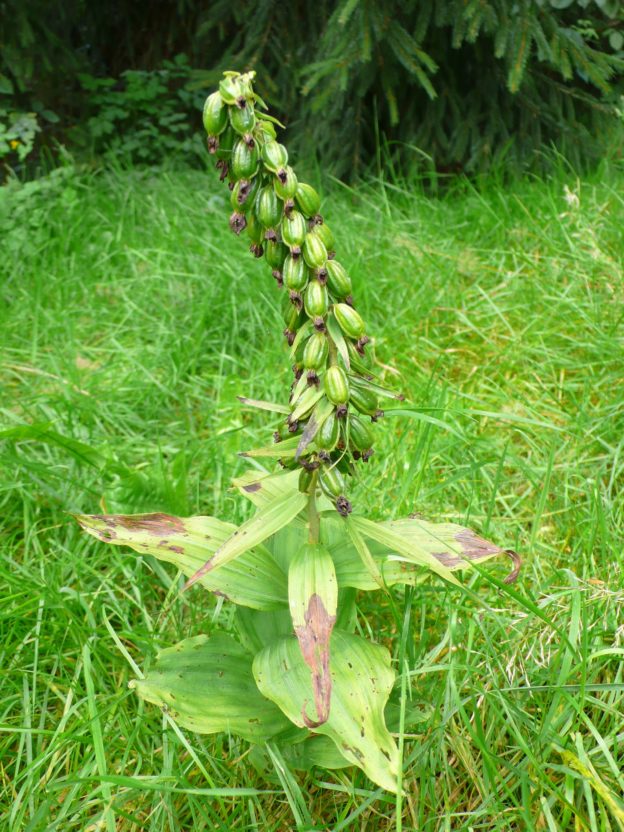 Wilde Orchideen im Garten Stendelwurz eine häufige Gartenorchidee