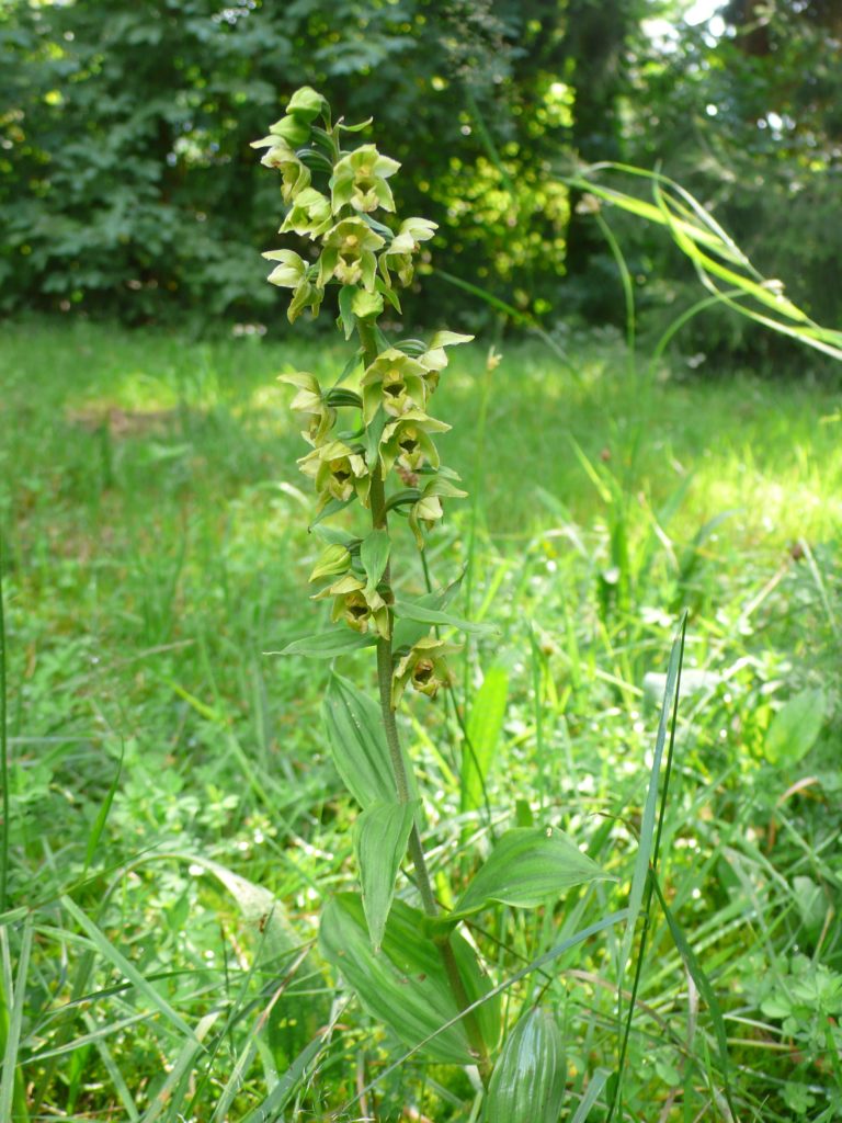 Wilde Orchideen im Garten Stendelwurz eine häufige Gartenorchidee