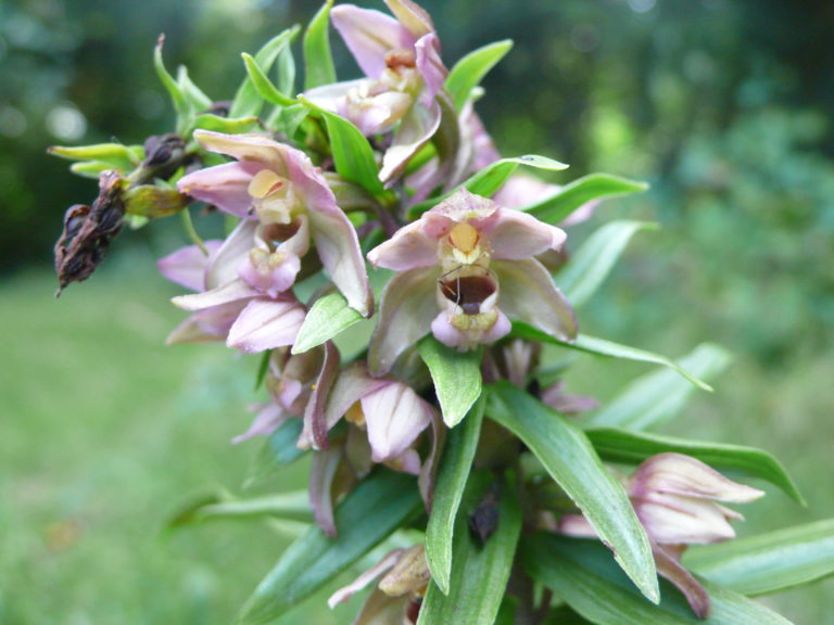 Wilde Orchideen im Garten Stendelwurz eine häufige Gartenorchidee
