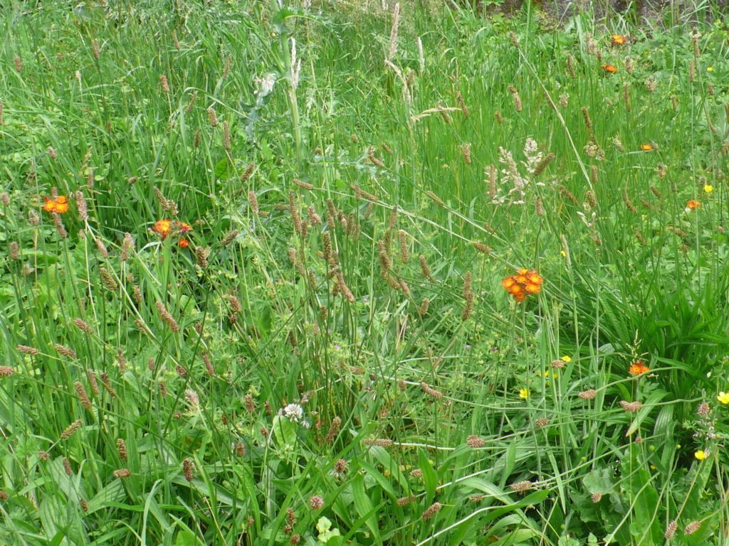 Orangerotes Habichtskraut - Hieracium aurantiacum