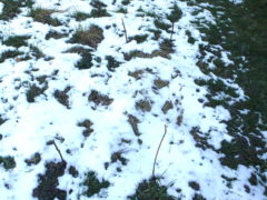 Saubohnen-Beet im Schnee