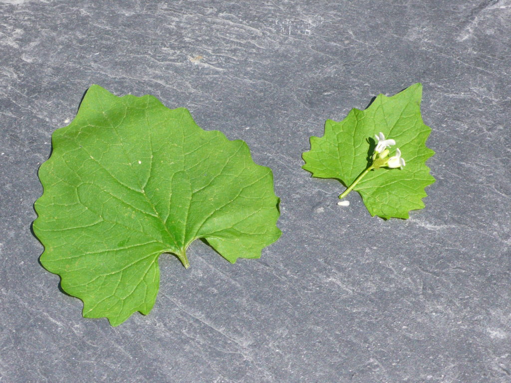 Knoblauchsrauke Lauchhederich - Alliaria petiolata