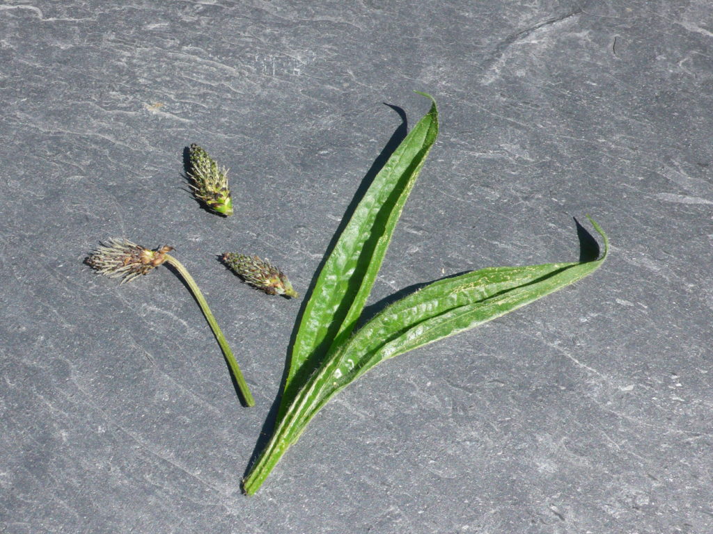 Spitzwegerich - Plantago lanceolata - Knospen und Blätter