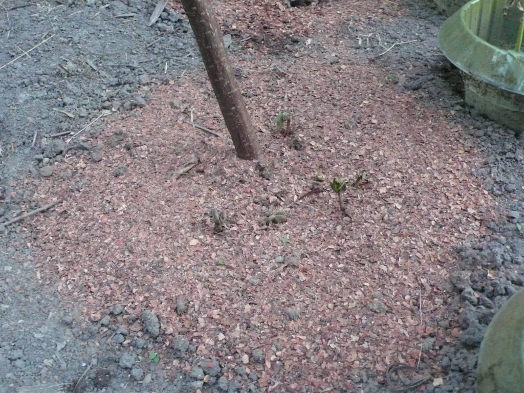 Stangenbohnen mit Kakaoschalen als Mulch und Schneckenabwehr
