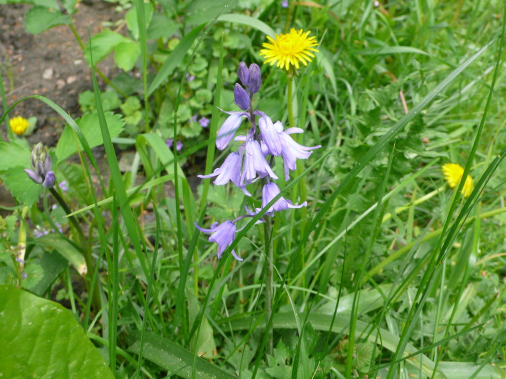 Blüte des Hasenglöckchens - Hyacinthoides