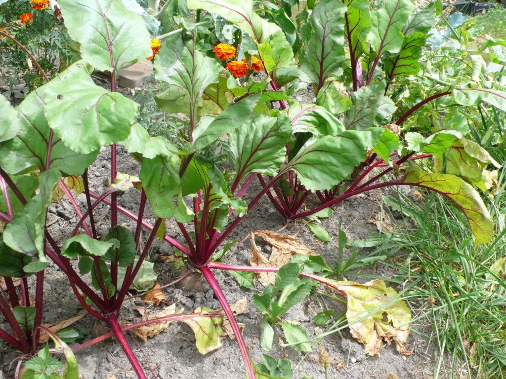 Rote Beete mit Tagetes und Brokkoli in Mischkultur