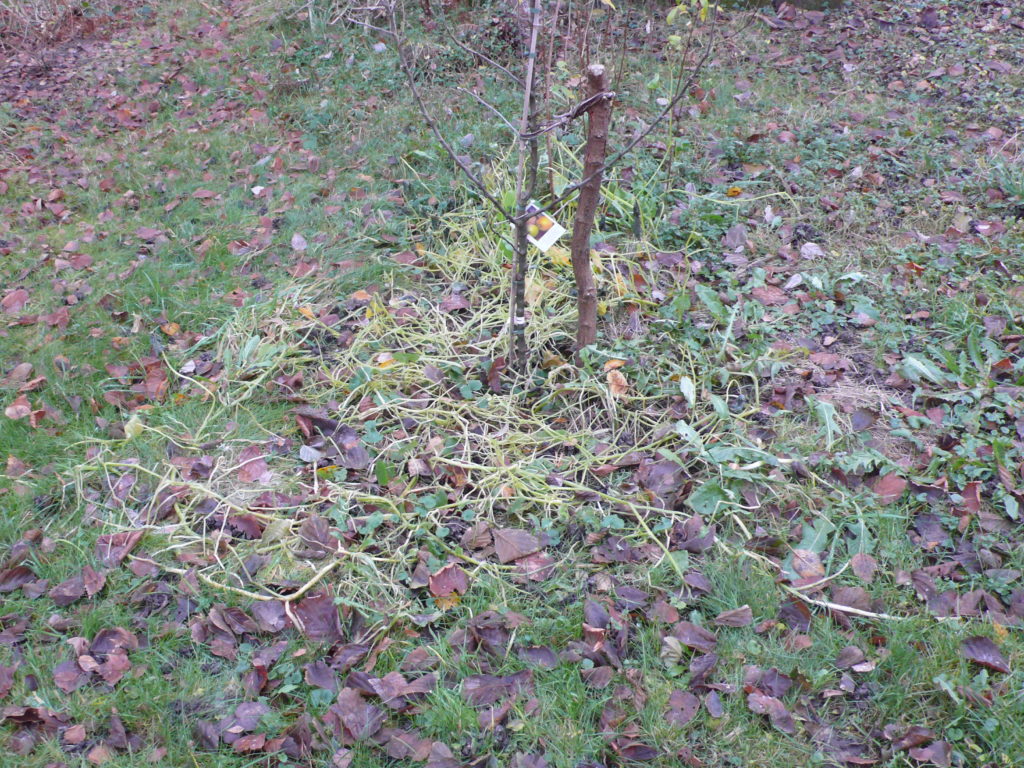 Baumscheibe mit Kapuzinerkresse nach dem Frost im Dezember
