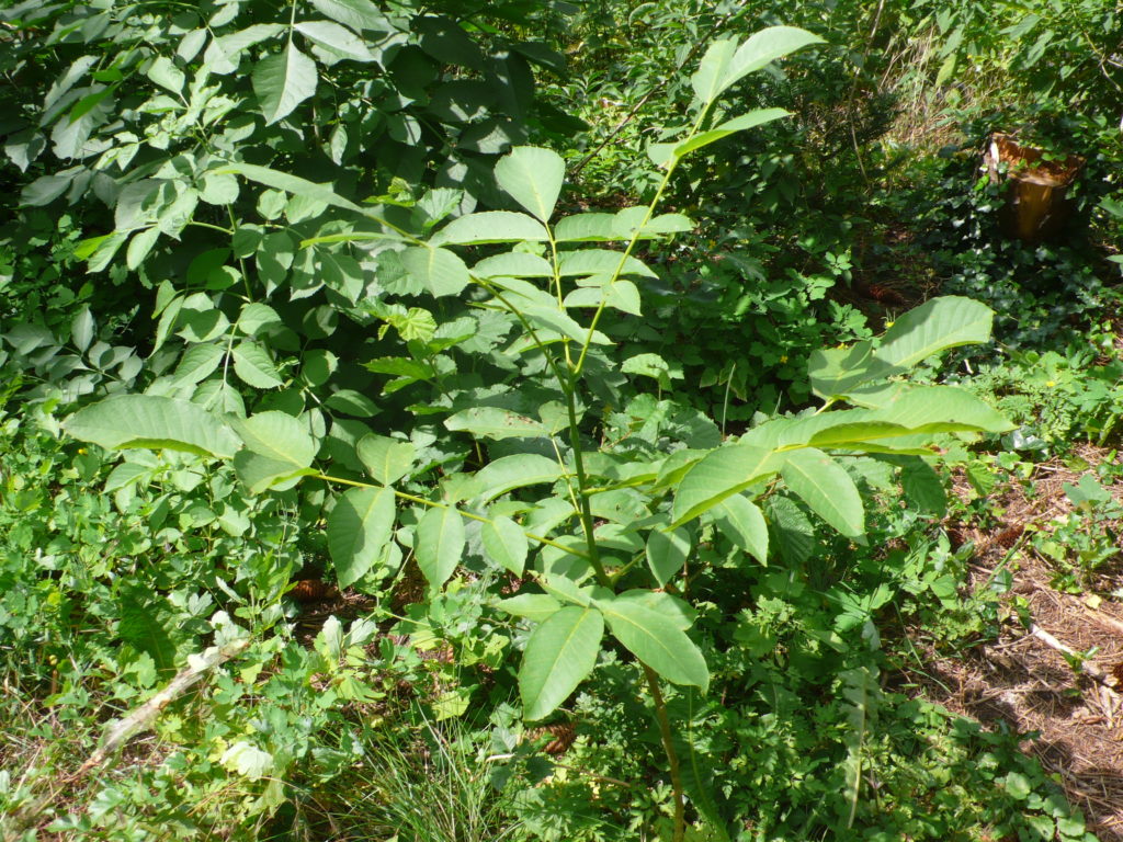 Echte Walnuss - Juglans regia