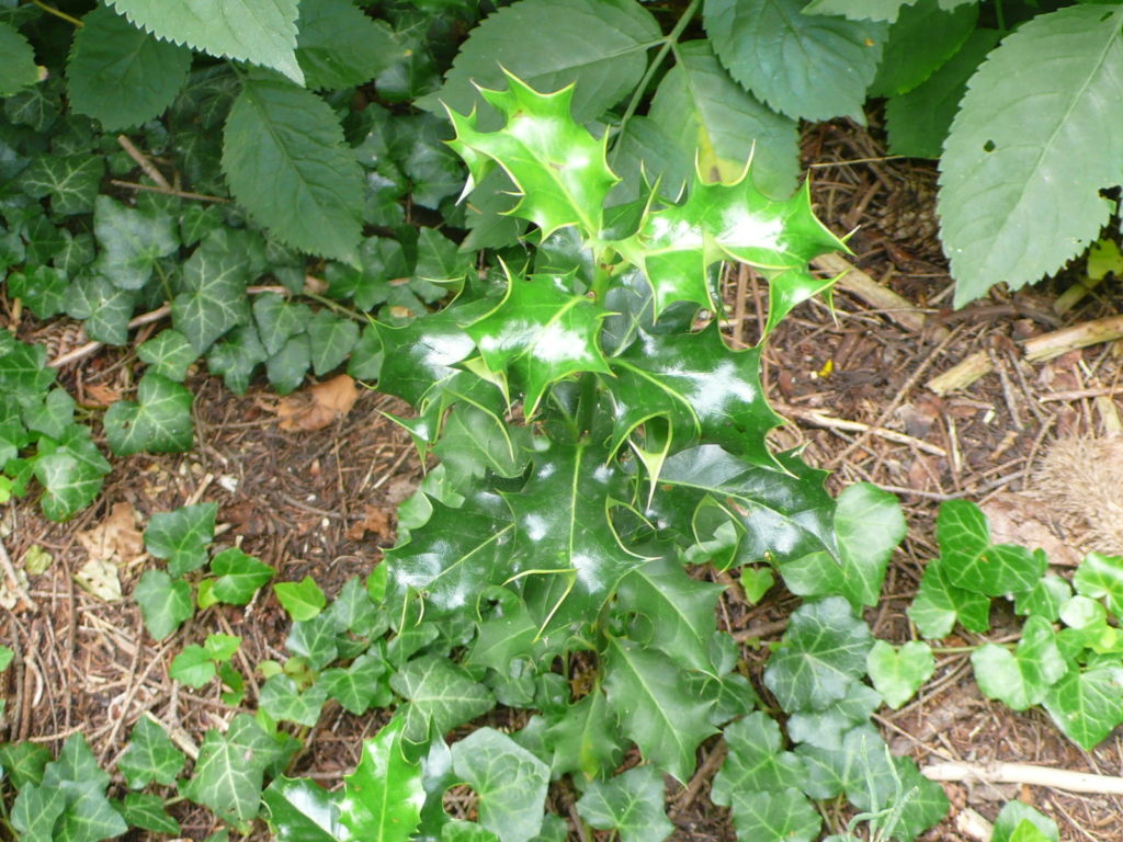 Europäische Stechpalme - Ilex aquifolium