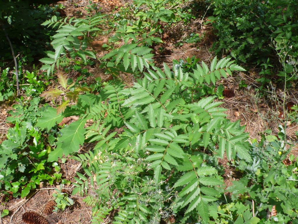 Gewöhnliche Eberesche oder Vogelbeere - Sorbus aucuparia UND Roteiche/Amerikanische Eiche - Quercus rubra