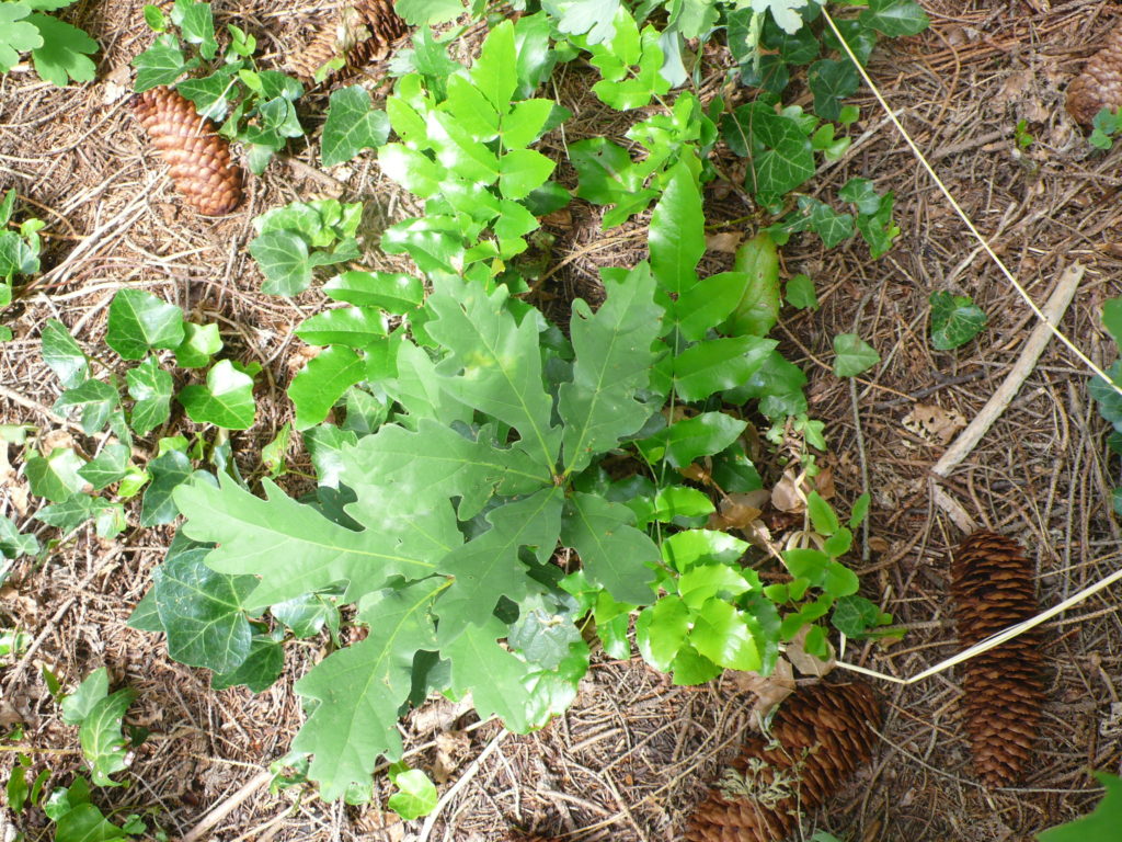 Traubeneiche - Quercus petraea UND Gewöhnliche Mahonie - Berberis aquifolium