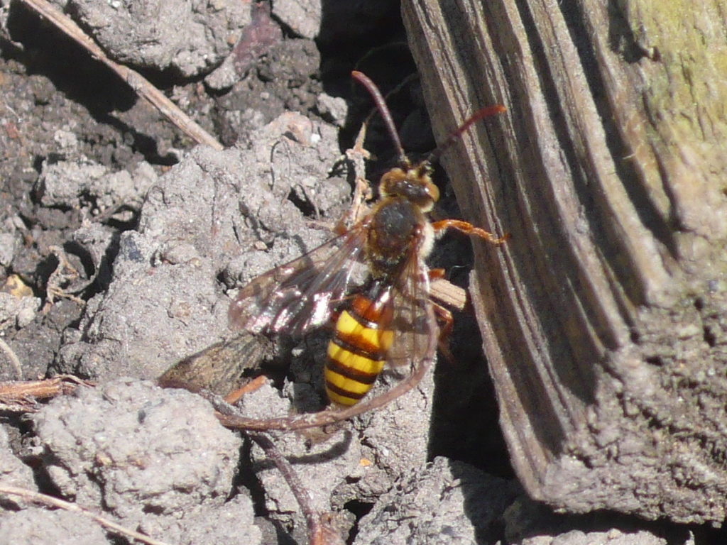 Dreifarbige Wespenbiene - Nomada flava auf einem frisch eingesähten Beet