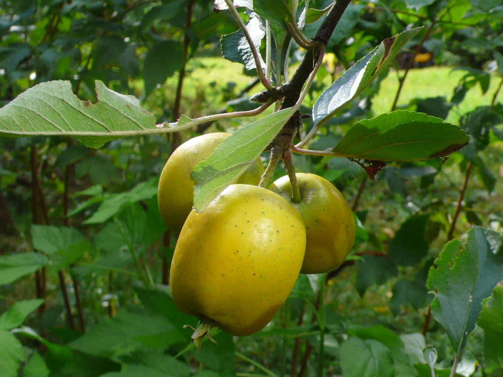 Äpfel der Sorte Ananas-Renette