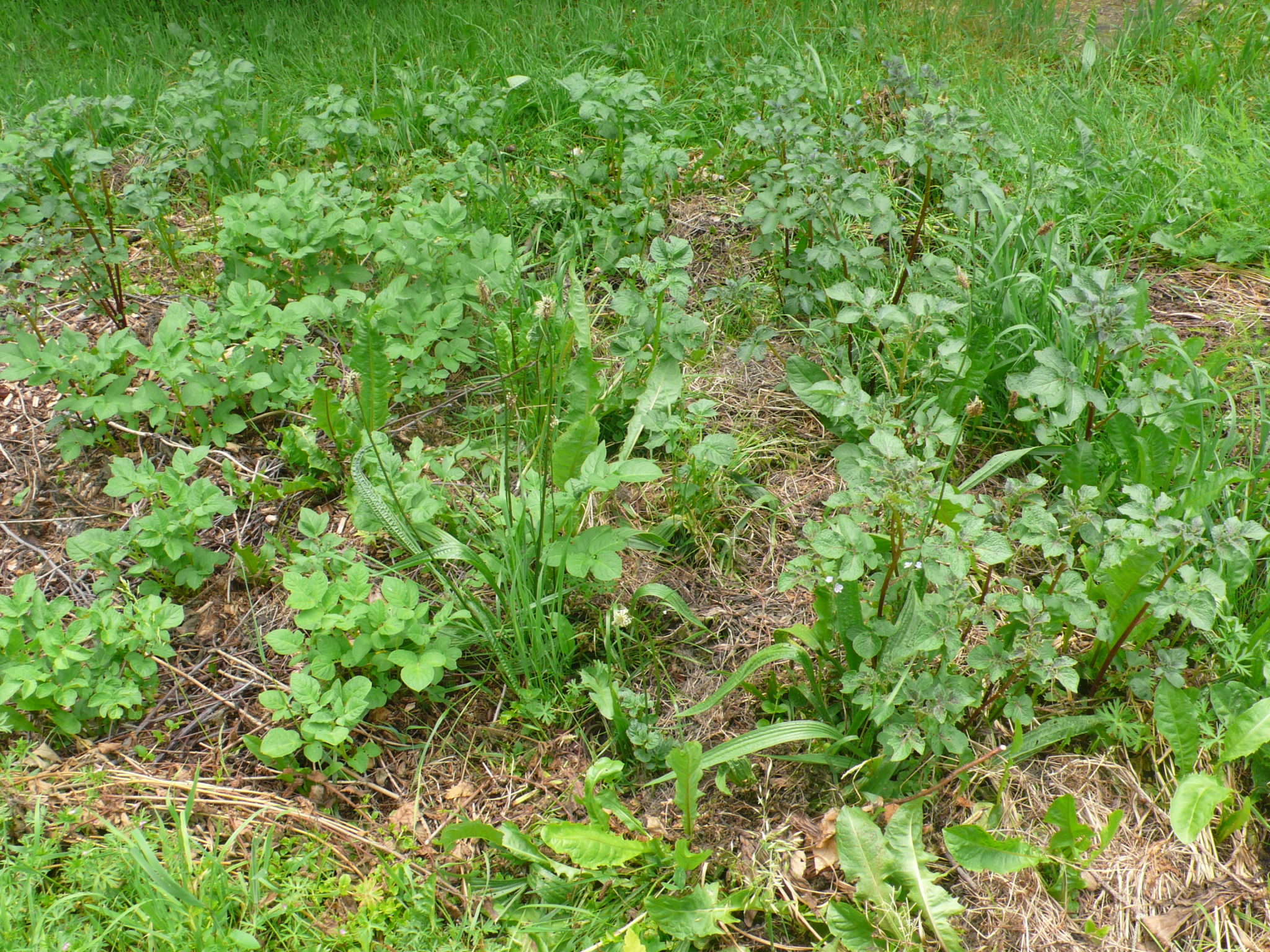 Schlagwort Gründüngung derwaldgarten.de