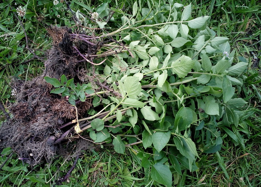 Ausgegrabene Kartoffelpflanzen mit ersten Knollenansätzen