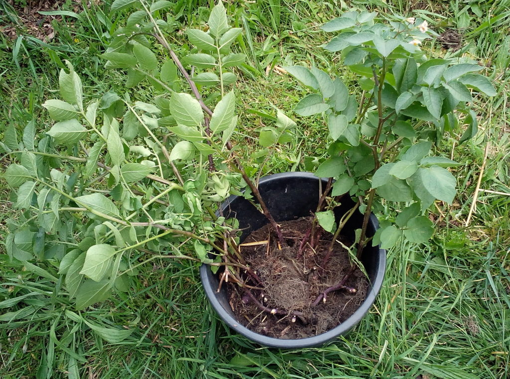 Gerettete Kartoffeln im Kübel