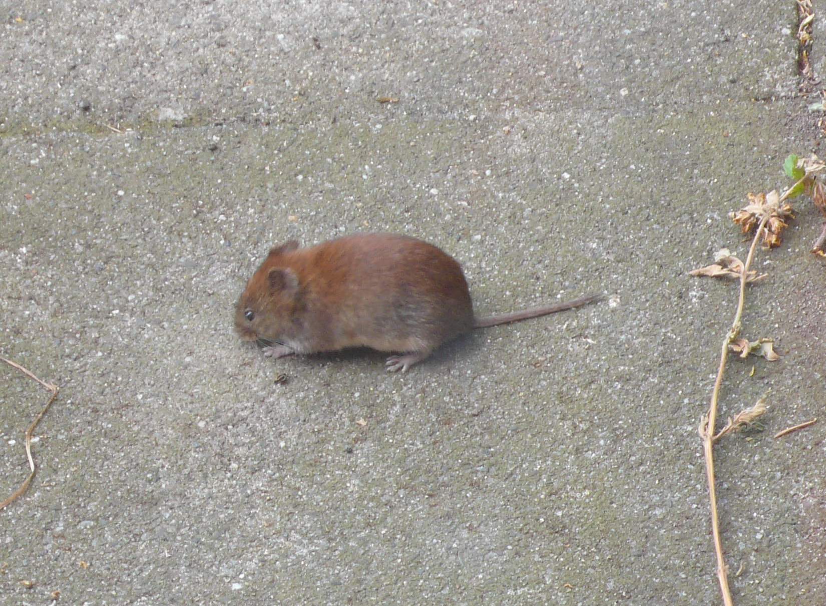 26+ inspirierend Bilder Maus Im Garten / Fur Die Mause In Seinem Garten