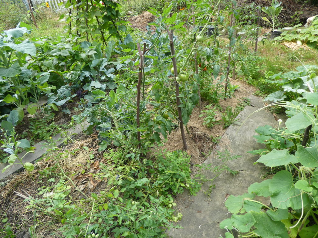 Das Tomatenbeet mit Petersilie und Basilikum unterpflanzt