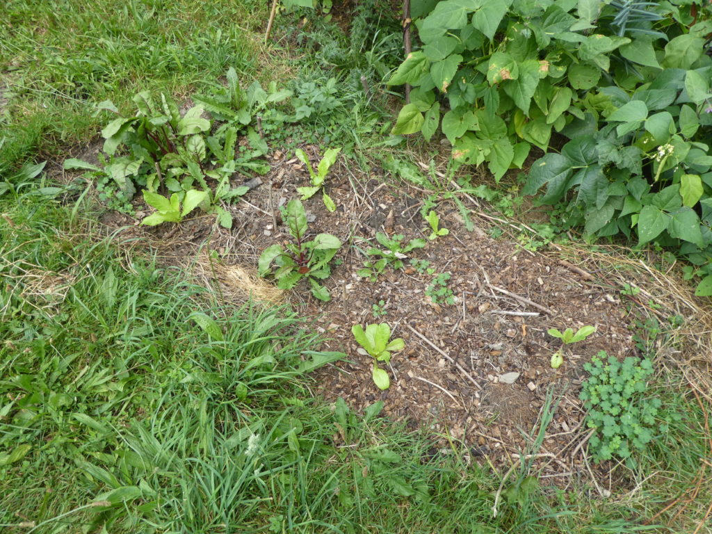 Das ehemalige Kartoffelbeet wurde mit Roter Beete und Salat bepflanzt