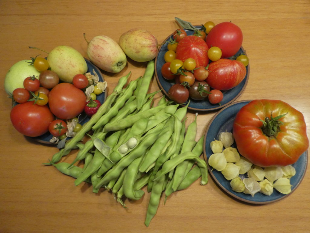 Geerntete Tomaten, Äpfel, Trockenbohnen und Ananaskirschen