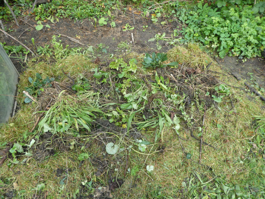 Nachdem die Kartoffeln Anfang Oktober ausgegraben waren, wurde der restliche Mulch, Unkraut und eine Schicht Rasenschnitt drauf gepackt