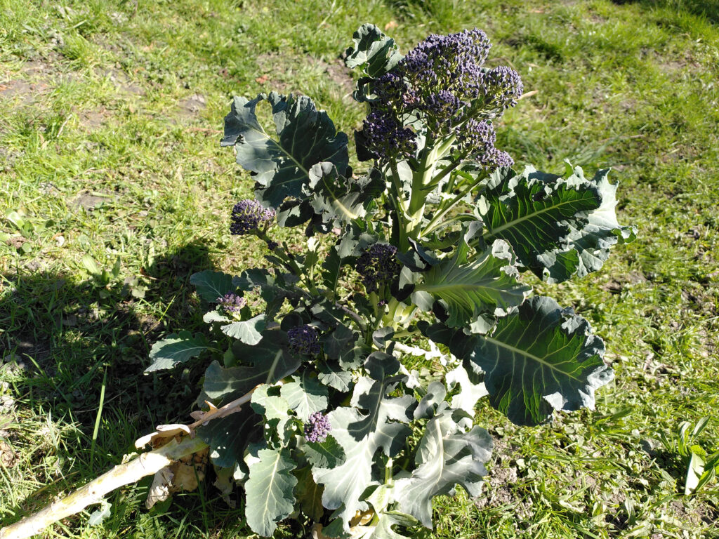 Pflanze vom Sprossen-Brokkoli vor der Ernte